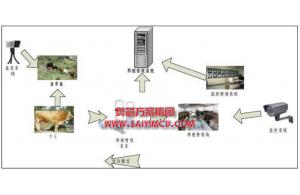 通过物联网技术管理肉牛养殖方案